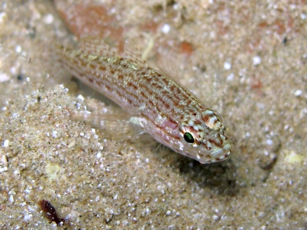 Gobius fallax (Sarato, 1889)